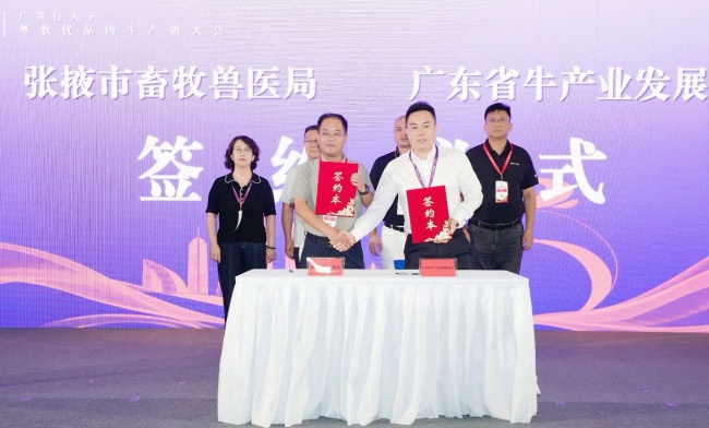 张掖养好牛，湾区启“味”来｜借力“粤牧优品”通全球肉牛产业交易会，拓宽入湾新路径